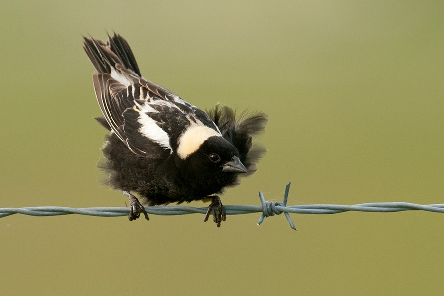 一只雄性食米鸟正在蓬松它乌黑的羽毛. 它坐落在橄榄绿背景前的带刺铁丝网上