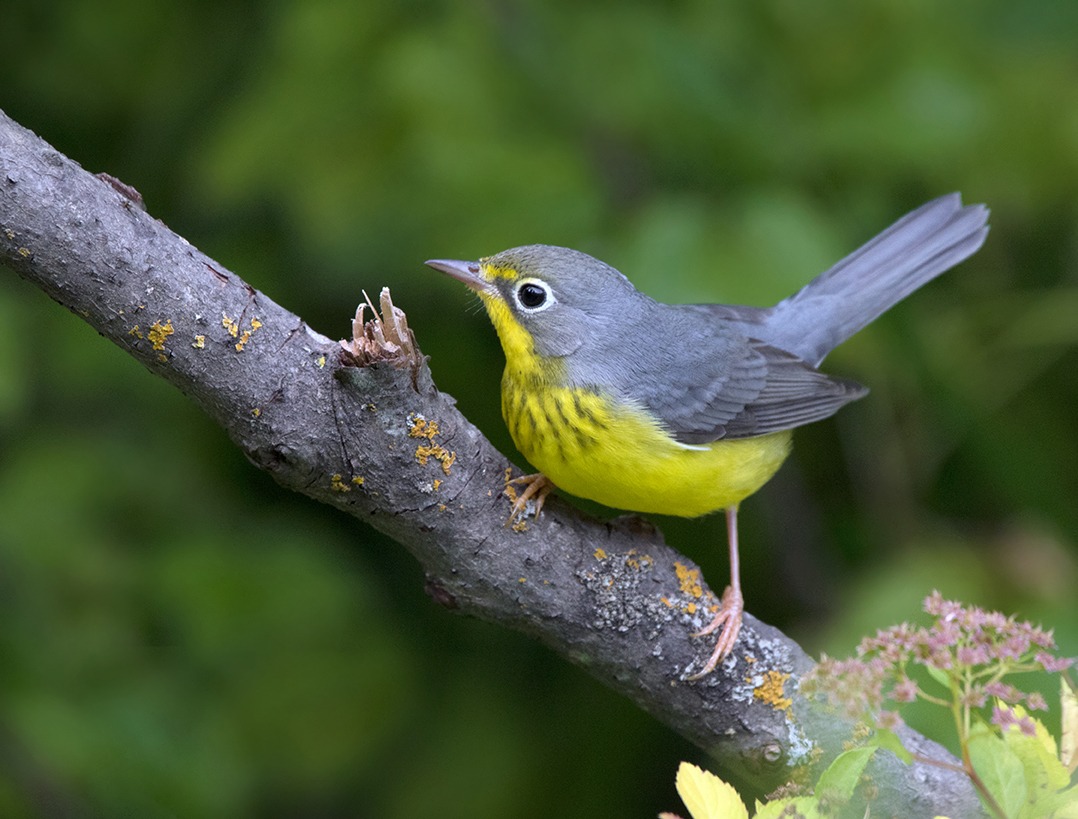 成年雌性或未成熟的雄性加拿大莺栖息在绿色植物的树枝上