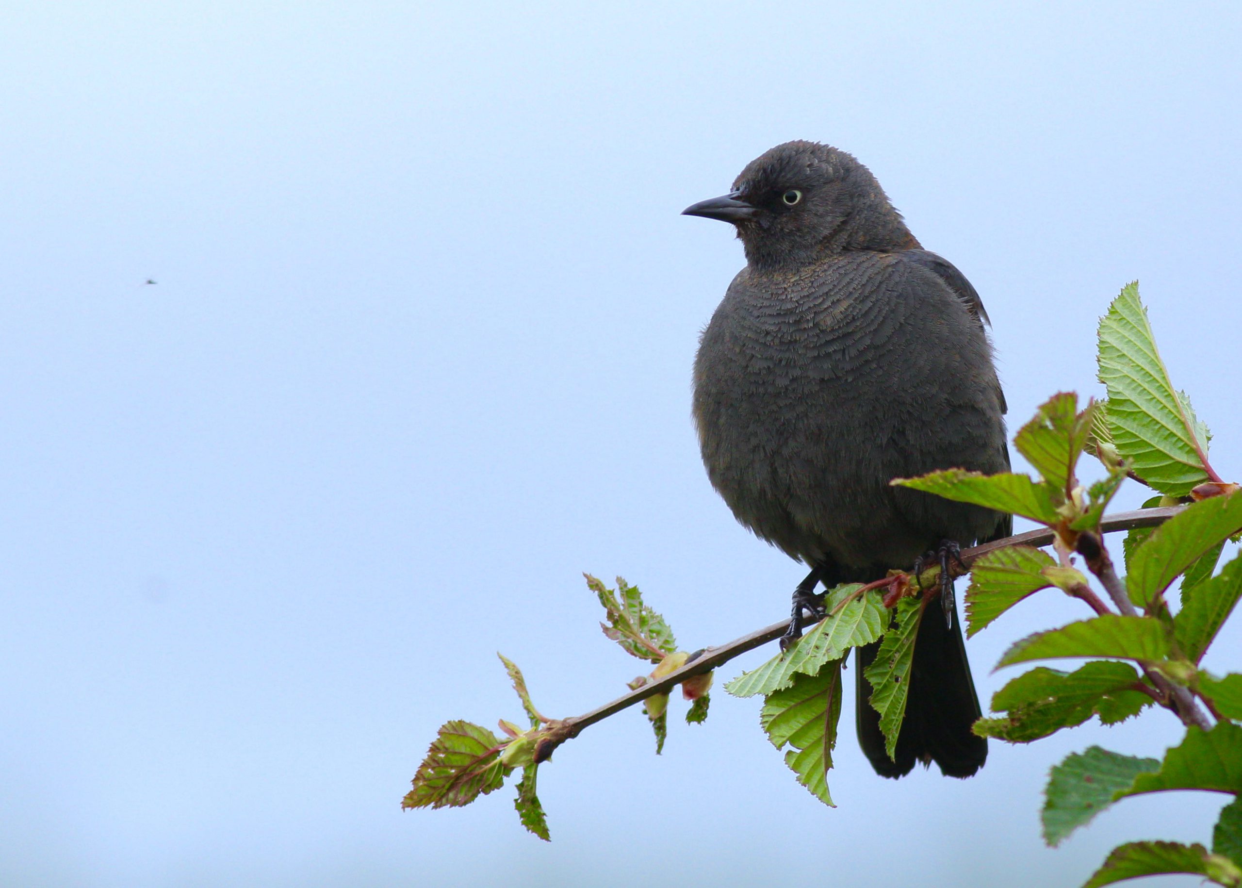 一只生锈的黑鸟，有着煤炭色的羽毛，一只美丽的黄色眼睛，栖息在蓝天前的一根多叶的树枝上.