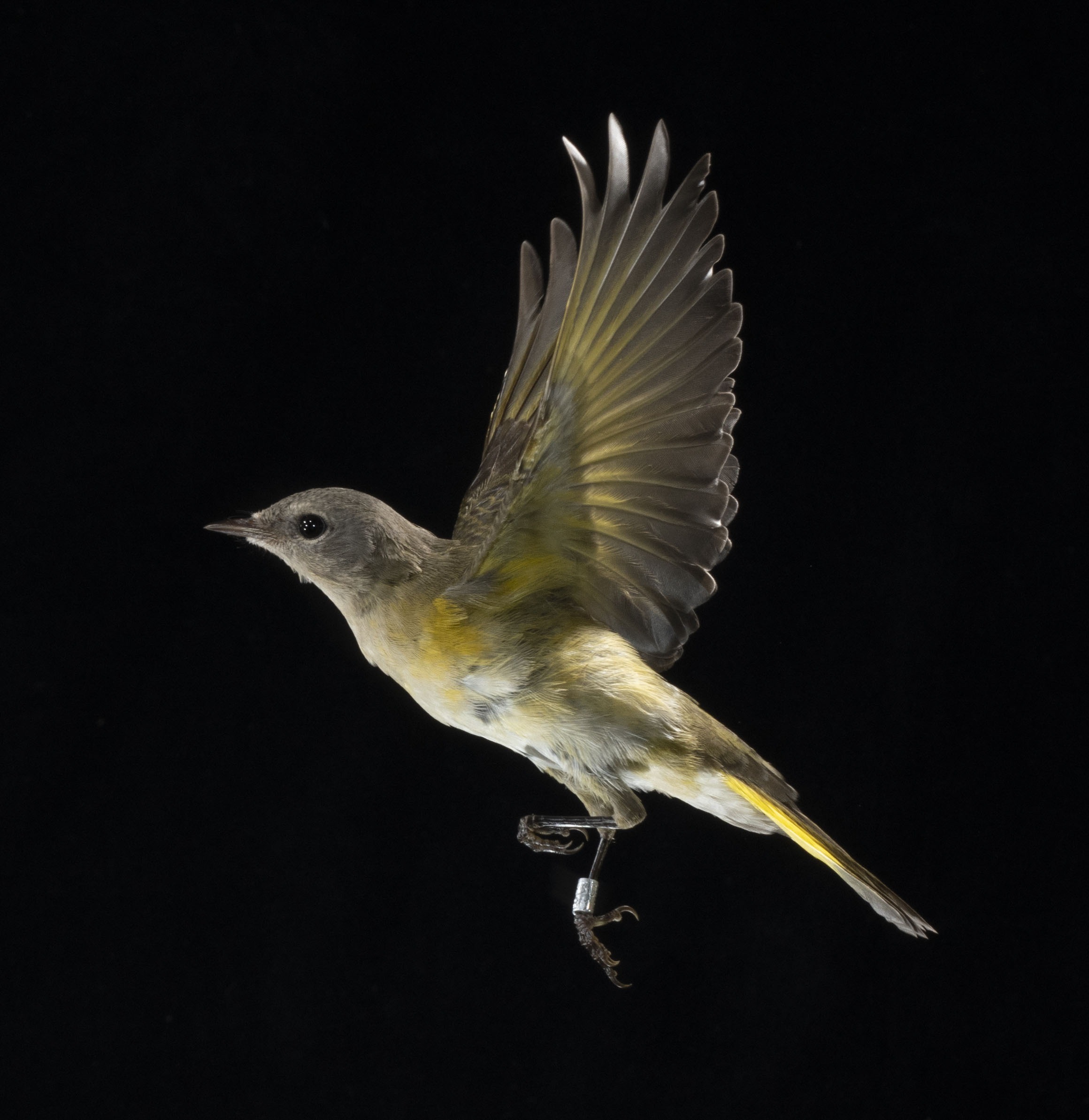 American Redstart in flight in front of a black background