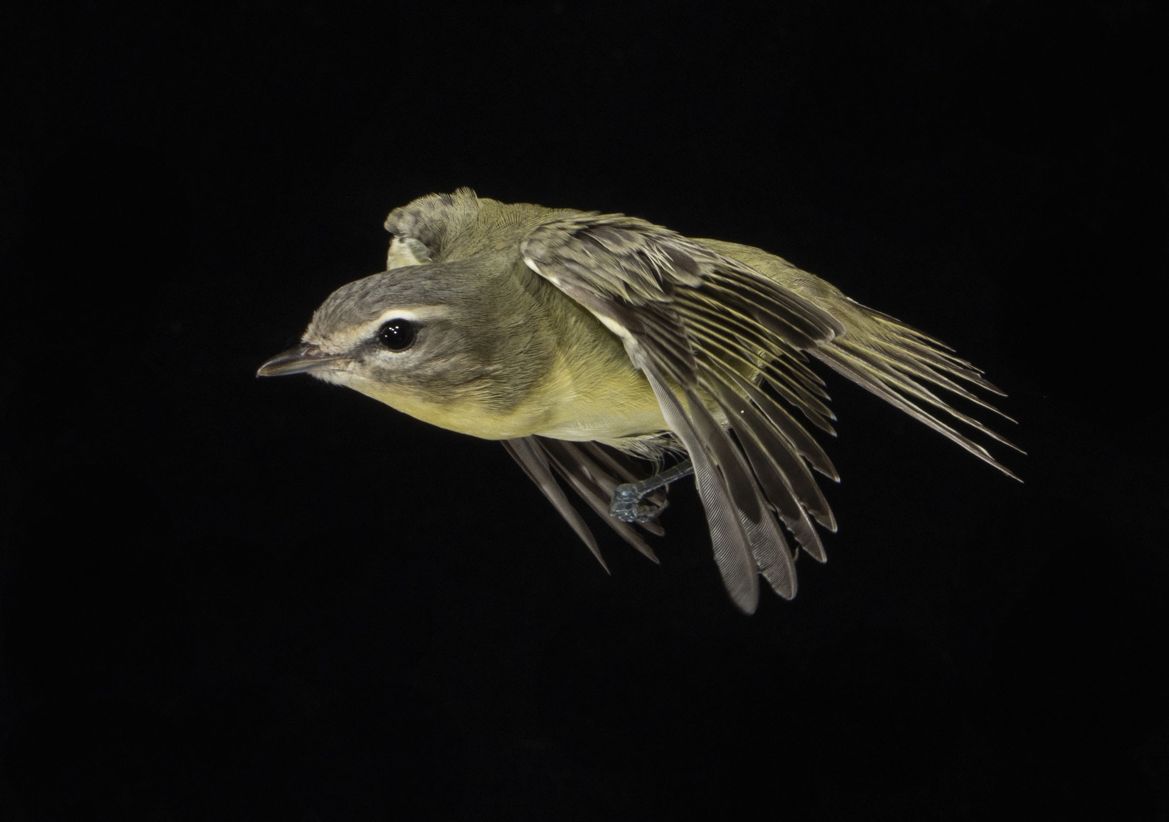 A Philadelphia Vireo in flight with a black background