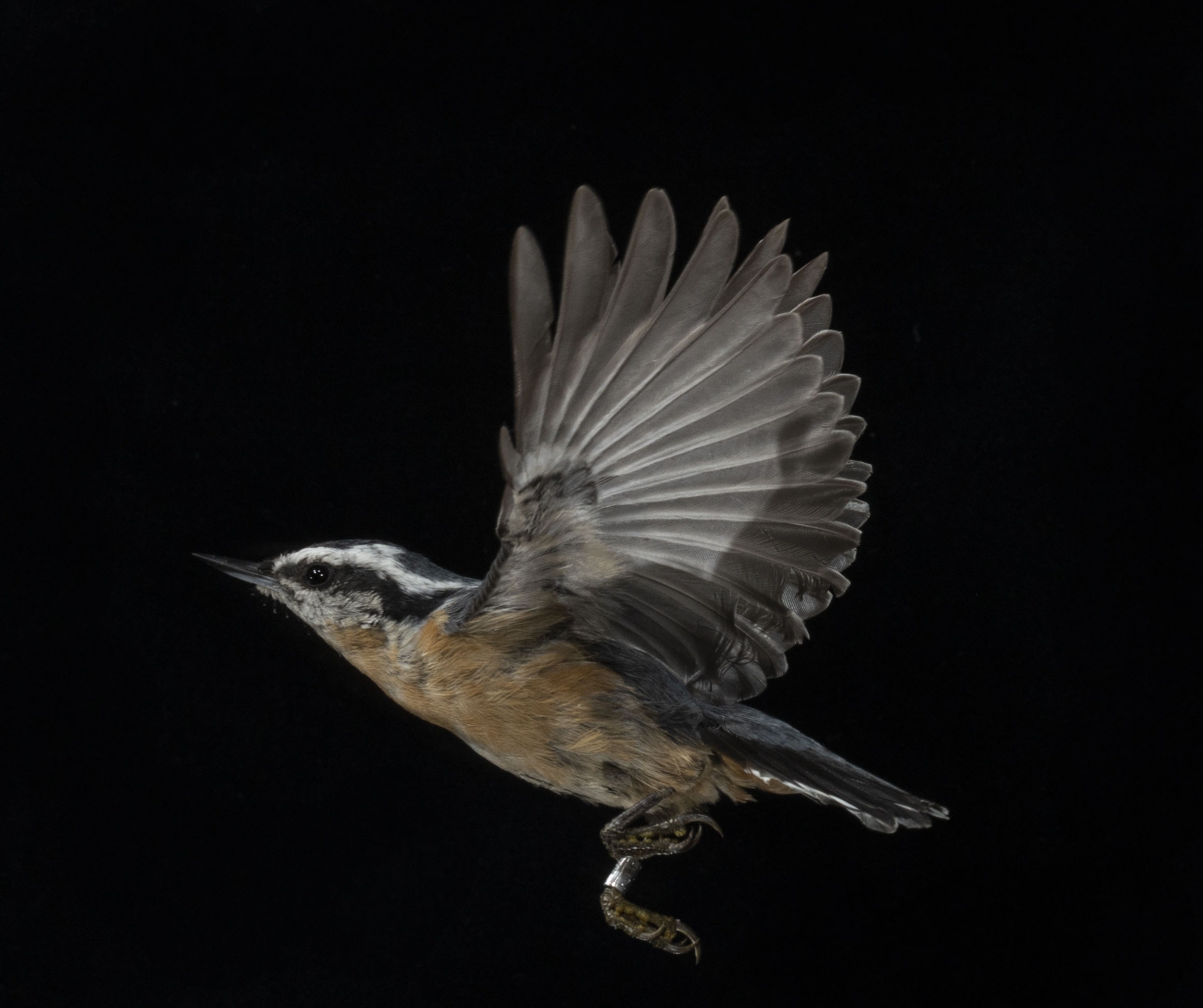 A Red-breasted Nuthatch in flight with a black background
