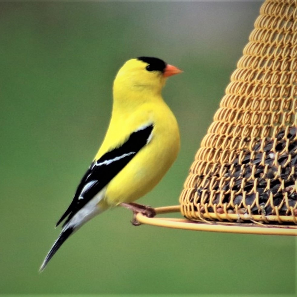 美国金翅雀在喂食器-链接到探索鸟类页面.