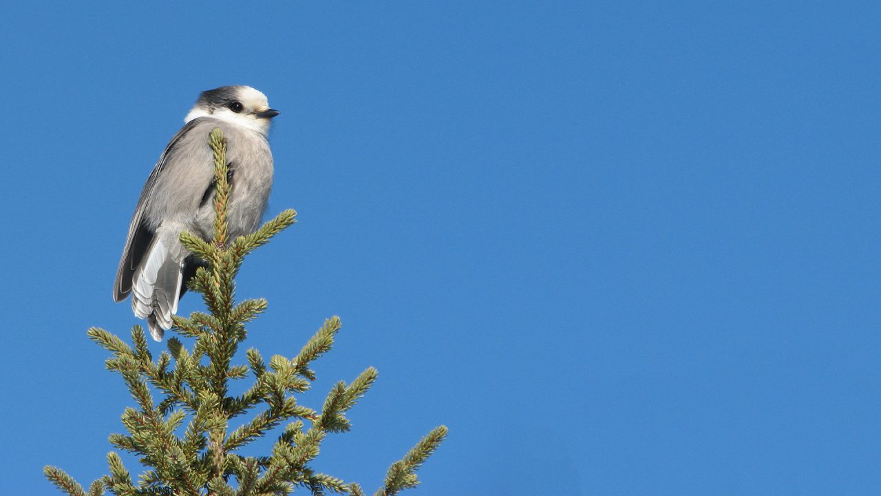 The Roost Birds Canada Oiseaux Canada