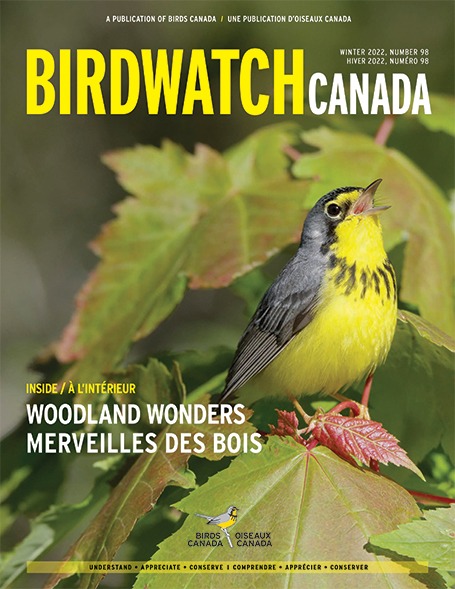 加拿大观鸟组织2020年秋季封面. 这张专辑的封面是一只会唱歌的鹪鹩，它紧紧抓住一根芦苇, 它的尾巴以一个不可思议的角度翘向天空