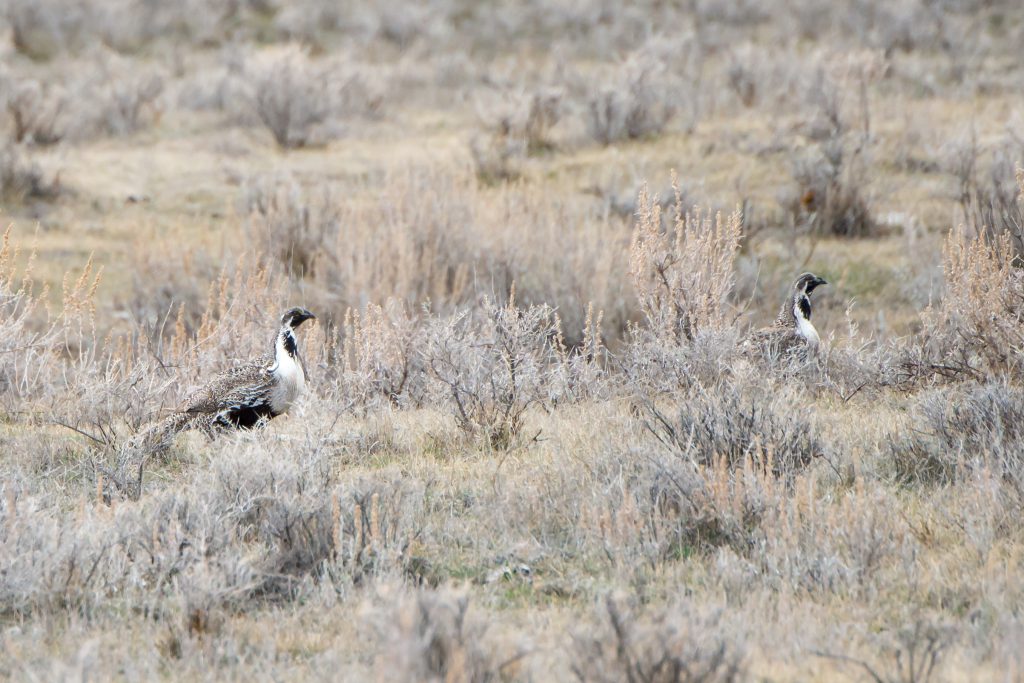 大Sage-Grouse_urophasianus_Vicki St Germaine