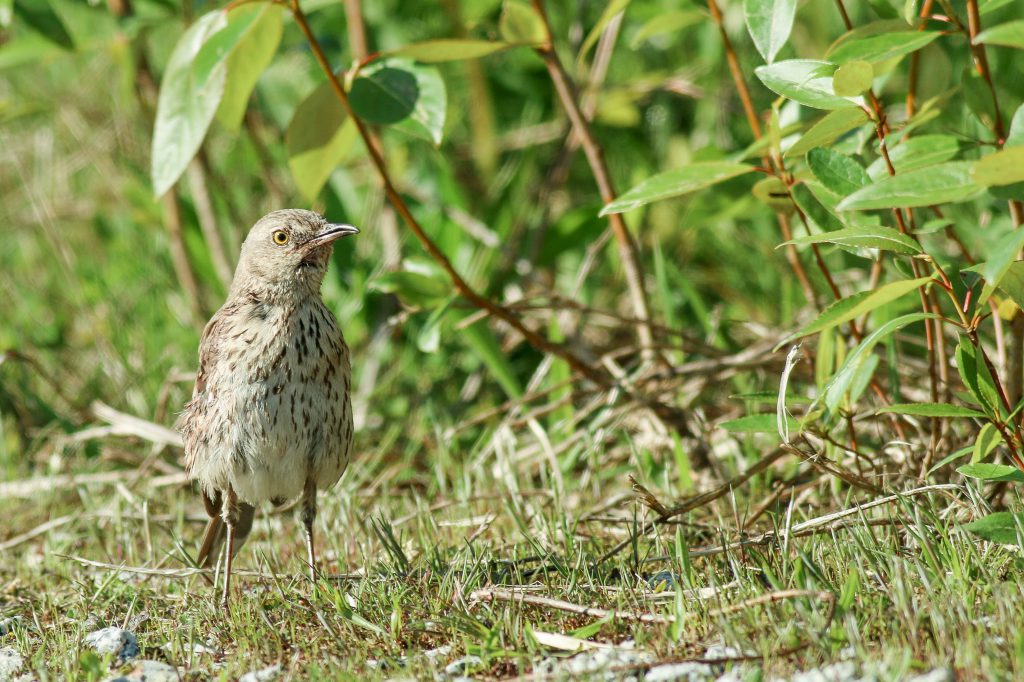 COSEWIC_Sage Thrasher - Yousif Attia