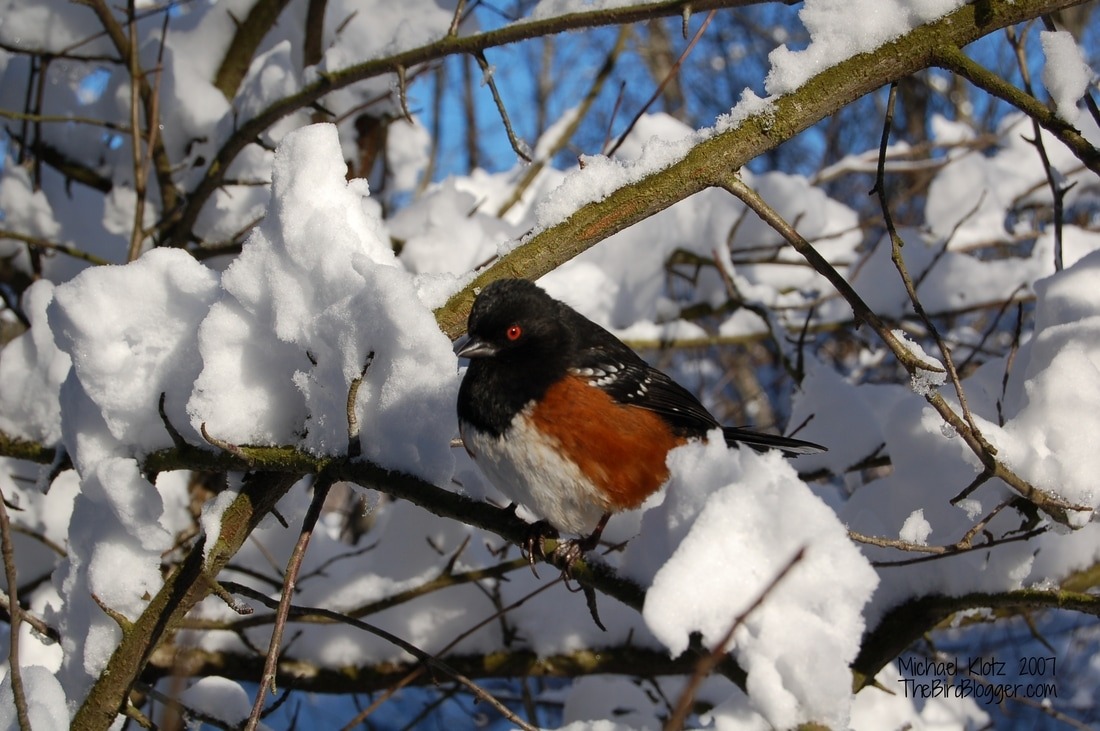 Spotted-Towhee-Rufous-sided-Towhee-Mike-Klotz-7b7e9e22d4d1a6a832d7a25b8ad81586