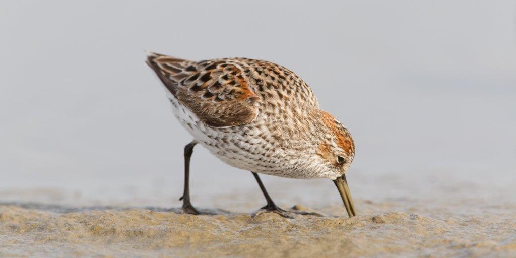 这是保护不列颠哥伦比亚省弗雷泽河口中心的滨鸟栖息地的最后一搏