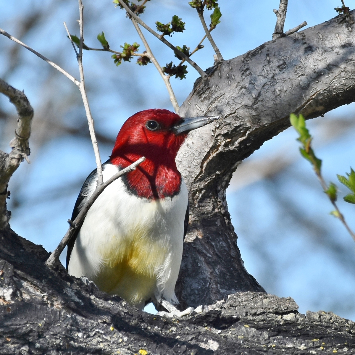 birdthon注册_红发啄木鸟_雪莉·拉什福斯-吉尼斯