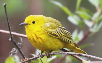 北美繁殖鸟类调查需要志愿者