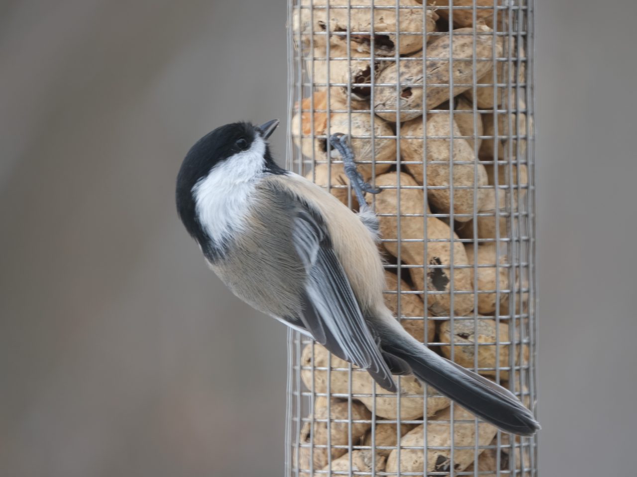 Le Recensement Des Oiseaux De No L Birds Canada Oiseaux Canada