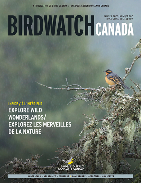 《加拿大观鸟》2020年秋季封面. 封面是一只抓着芦苇唱歌的沼泽鹪鹩, 它的尾巴以一个不可思议的角度翘向天空
