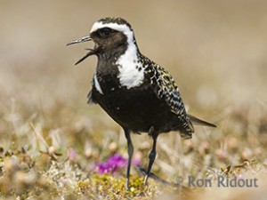 American Golden Plover