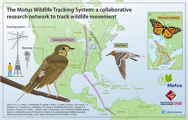 New Paper Shares Exciting Research Potential of the Motus Network