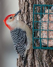 Project FeederWatch: Thirty, Birdy, and Thriving