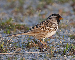 Status of Harris’s Sparrow and Lark Bunting Assessed for the First Time