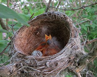 Surveillance de l’état des populations aviaires grâce au Programme de suivi des nids d’oiseaux