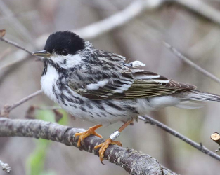 Scientists Unraveling Migration Secrets of the Mighty Blackpoll Warbler