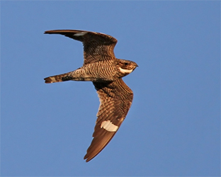 Getting to Know the Mysterious, Increasingly Less-Common, Common Nighthawk