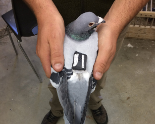 Racing Pigeons Help Scientists Get the Most Out of Motus