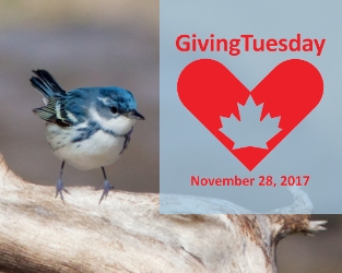 Give a Gift for Canada’s Birds on Giving Tuesday