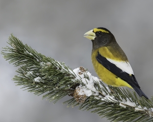 Vous pouvez aider à protéger les oiseaux du Canada et leurs habitats