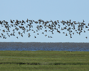 New IBA Abounds with Birds