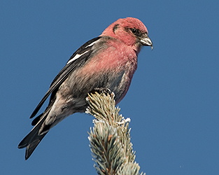 Première saison de l’Atlas des oiseaux nicheurs de la Saskatchewan : les cartes
