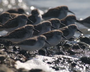 Working Toward a Safe Haven for Waterbirds in BC