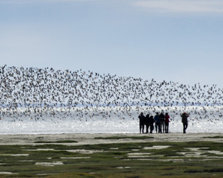 Motus Helping Untangle Red Knot Conservation Challenges