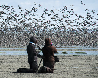 From the Field: Shorebird Research at Bahia Lomas, Chile