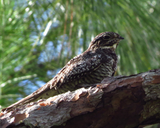 Future Remains Hopeful for Chimney Swift and Common Nighthawk