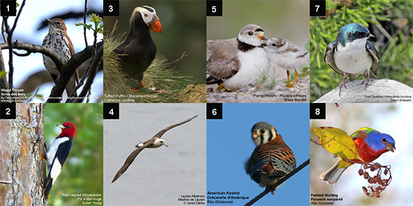 help-us-choose-eight-bird-species-to-represent-north-america-birds