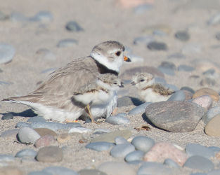 Conservation Action Getting Results for Piping Plovers in Ontario