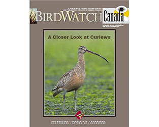 Refreshing Reads in the Summer Issue of “BirdWatch Canada”