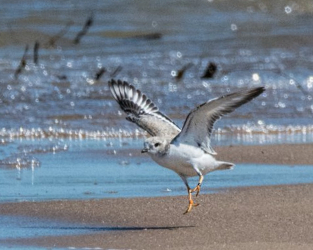 Ontario’s Piping Plover Chicks Stretch Their Wings