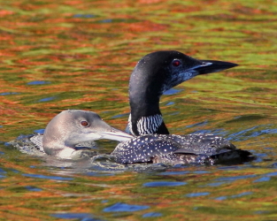 Autumn Means Loons are on the Move
