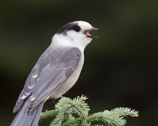 Funding Available for Canadian Bird Research and Conservation Projects