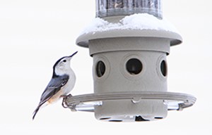 Interested in birds? Want to learn more? Join Project FeederWatch!