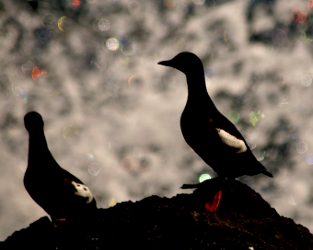 De nouvelles cartes renseignent sur les oiseaux aquatiques des côtes de la Colombie-Britannique