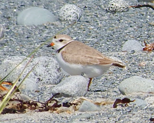 Piping Plovers Saw Many Successes, Some Challenges in 2018