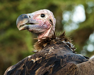 Au nom des vautours d’Afrique, bravo et merci!
