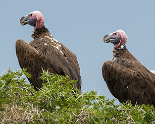 You Can Act Now to Save Vultures