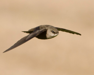 Chimney Swifts Are Returning to a Chimney Near You!