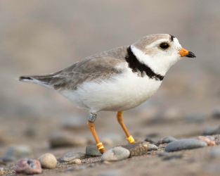 You Can Help Endangered Piping Plovers at Your Favourite Beach