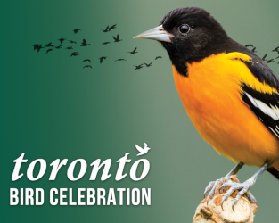 Celebrate Birds in Toronto and Beyond