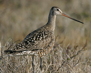 Hudsonian Godwit Faces Threats Throughout Its Life Cycle