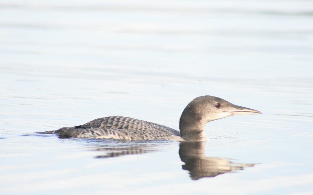 Fall is Migration Time for Loons and Lake Users Alike