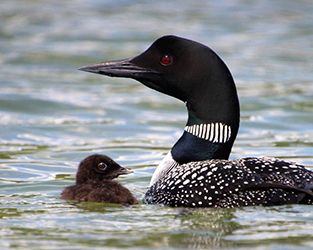 Should I Make a Nesting Raft for Loons?